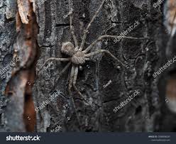 Attēlu rezultāti vaicājumam “Philodromus sp.”