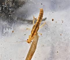 Attēlu rezultāti vaicājumam “Petractis sp.”