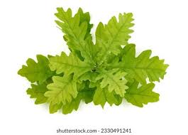 Attēlu rezultāti vaicājumam “Quercus robur leaf”