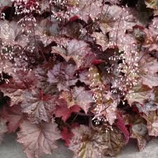 Image result for HEUCHERA americana 'Palace Purple Auslese'