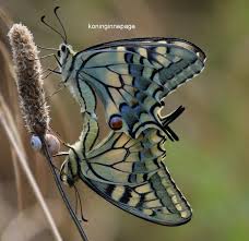 Attēlu rezultāti vaicājumam “Papilio machaon”