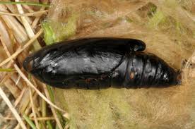 Attēlu rezultāti vaicājumam “Autographa excelsa”