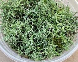 Attēlu rezultāti vaicājumam “Cladonia cornuta”