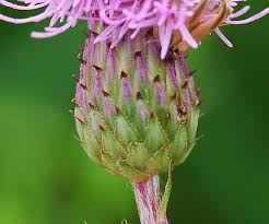Attēlu rezultāti vaicājumam “Cirsium arvense fruit”