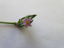 Attēlu rezultāti vaicājumam “Spergularia marina bud”