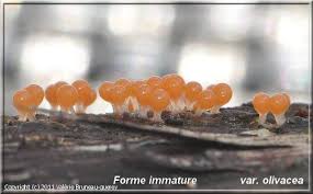 Attēlu rezultāti vaicājumam “Trichia crateriformis spores”