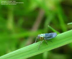 Attēlu rezultāti vaicājumam “Cicadella viridis female”
