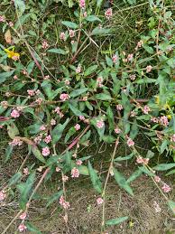 Attēlu rezultāti vaicājumam “Persicaria maculosa”