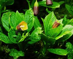 Attēlu rezultāti vaicājumam “Scopolia carniolica”