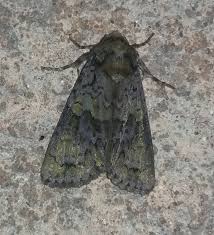 Attēlu rezultāti vaicājumam “Craniophora ligustri”