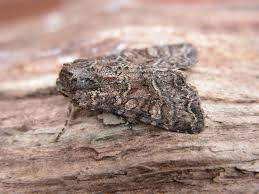 Attēlu rezultāti vaicājumam “Apamea remissa”