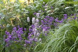 Attēlu rezultāti vaicājumam “Cenolophium denudatum”