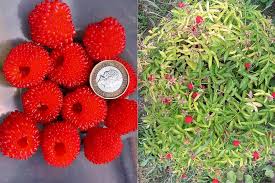 Attēlu rezultāti vaicājumam “Rubus illecebrosus fruit”