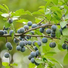 Attēlu rezultāti vaicājumam “Prunus spinosa”