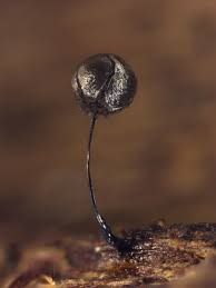 Attēlu rezultāti vaicājumam “Collaria arcyrionema stalked”