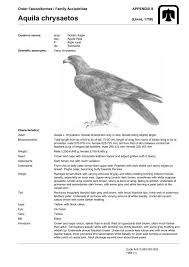 Attēlu rezultāti vaicājumam “Aquila chrysaetos adult”