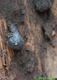 Attēlu rezultāti vaicājumam “Amaurochaete atra”