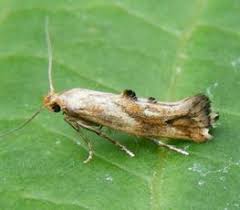 Attēlu rezultāti vaicājumam “Epermeniidae”