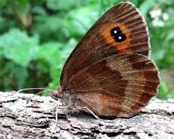 Attēlu rezultāti vaicājumam “Erebia aethiops”