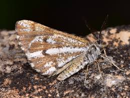 Attēlu rezultāti vaicājumam “Bupalus piniaria”