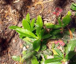 Attēlu rezultāti vaicājumam “Chimaphila umbellata leaf”