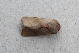 Attēlu rezultāti vaicājumam “Orthosia opima”