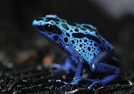 Image result for blauer baumsteiger