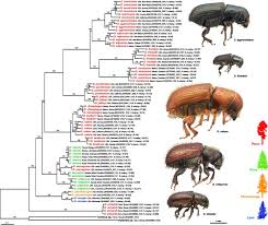 Attēlu rezultāti vaicājumam “Hylastes sp.”