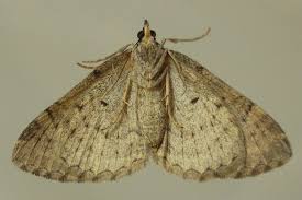 Attēlu rezultāti vaicājumam “Pareulype berberata”