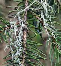 Attēlu rezultāti vaicājumam “Evernia divaricata”