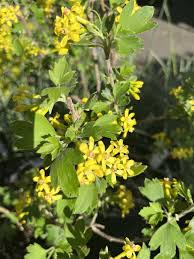 Attēlu rezultāti vaicājumam “Ribes rubrum flower”