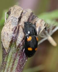 Attēlu rezultāti vaicājumam “Glischrochilus hortensis”