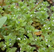 Attēlu rezultāti vaicājumam “Veronica arvensis leaf”