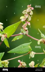 Attēlu rezultāti vaicājumam “Fallopia convolvulus leaf”