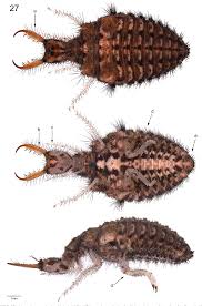 Attēlu rezultāti vaicājumam “Myrmeleontidae imago”