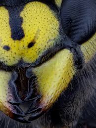 Attēlu rezultāti vaicājumam “Vespula germanica male”