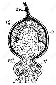 Attēlu rezultāti vaicājumam “Sphagnum sporophyte”