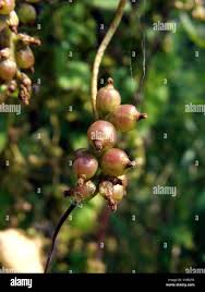 Attēlu rezultāti vaicājumam “Cuscuta europaea fruit”