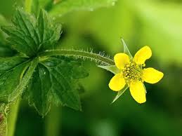 Image result for Geum urbanum