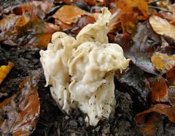 Attēlu rezultāti vaicājumam “Helvella”