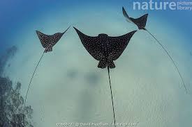 Image result for Aetobatus narinari