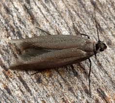 Attēlu rezultāti vaicājumam “Scythrididae”