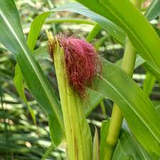 Attēlu rezultāti vaicājumam “Zea mays”