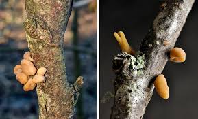 Attēlu rezultāti vaicājumam “Macrotyphula fistulosa”