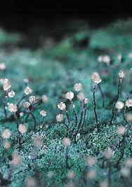 Attēlu rezultāti vaicājumam “Chaenotheca gracilenta”