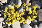 Biting Stonecrop (Sedum acre). This is also known as Wall-pepper, - via Daymix
