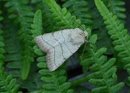 Attēlu rezultāti vaicājumam “Charanyca trigrammica”