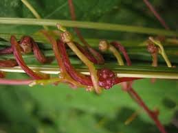 Attēlu rezultāti vaicājumam “Cuscuta europaea flower”
