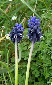 Attēlu rezultāti vaicājumam “Muscari neglectum”