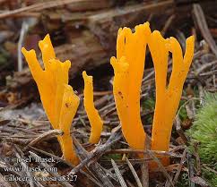 Attēlu rezultāti vaicājumam “Calocera viscosa”